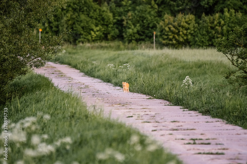 Mały rudy samotny kot na drodze