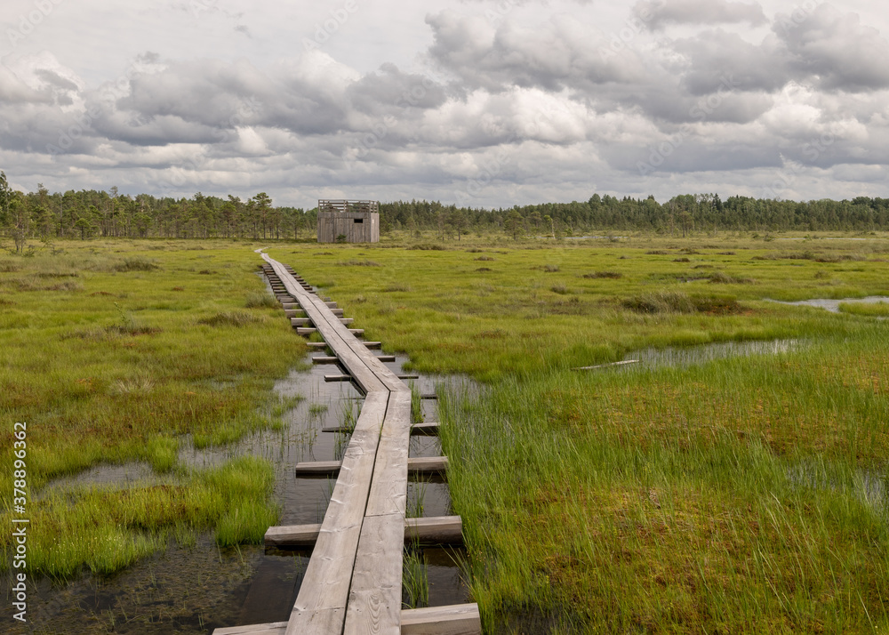a pedestrian wooden footbridge over swamp wetlands with small pines. bog plants and ponds, a typical West-Estonian bog. Nigula Nature Reserve a pedestrian wooden footbridge over swamp wetlands with small pines. bog plants and ponds, a typical West-Estonian bog. Nigula Nature Reserve