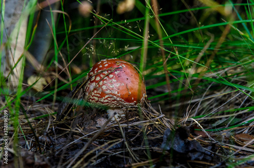 mushrooms in the forest in autumn