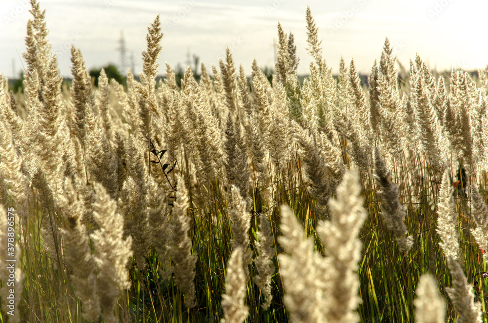 field of wheat