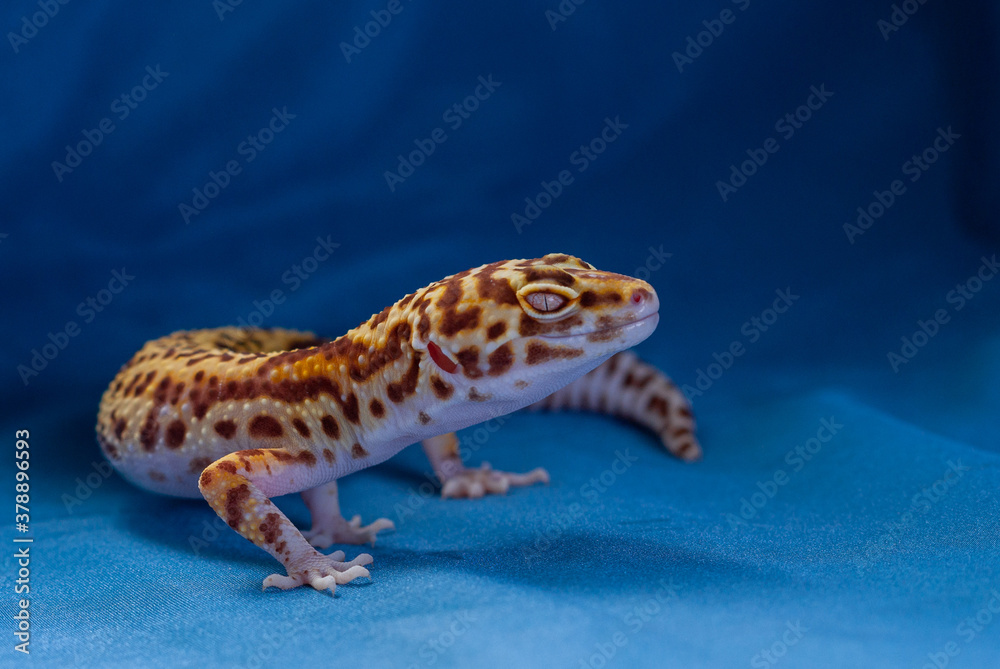 The common leopard gecko on a blue background. The common leopard gecko on a blue background.