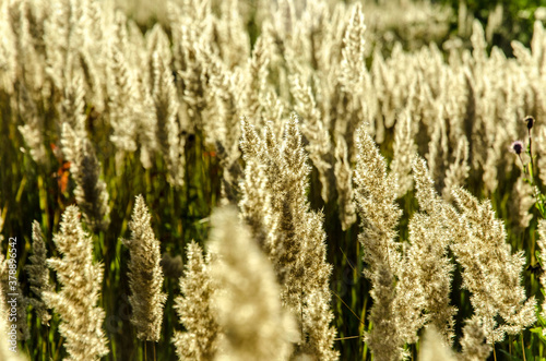 golden wheat field