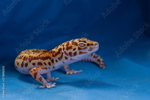 The common leopard gecko on a blue background.
