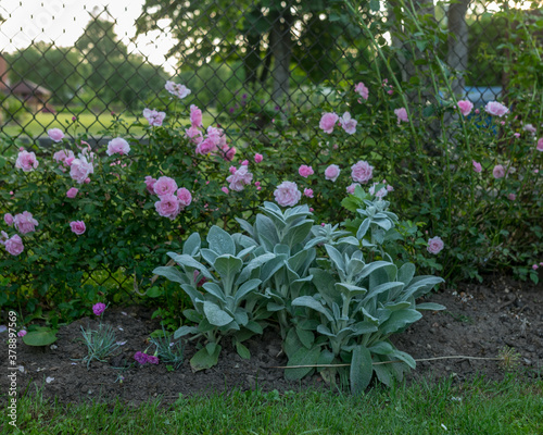 Fototapeta Naklejka Na Ścianę i Meble -  beautiful pink roses, rose bush near the yard, summer