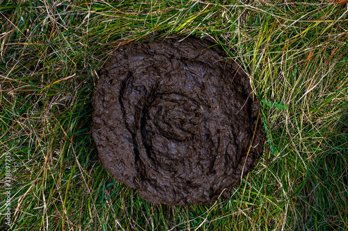 фотографія Top view of fresh cow dung in the meadow