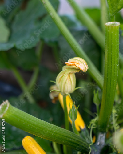 landscape with yellow courgette flowers in the summer garden