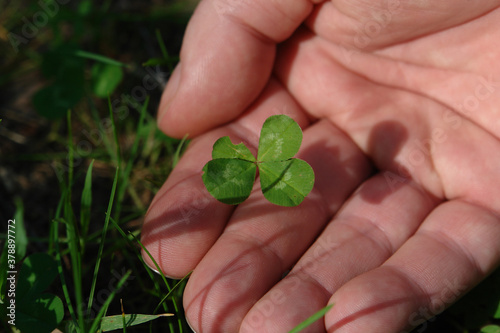 A close up of green four-leaf clover in a men hand, copy space for text. Lucky clover
