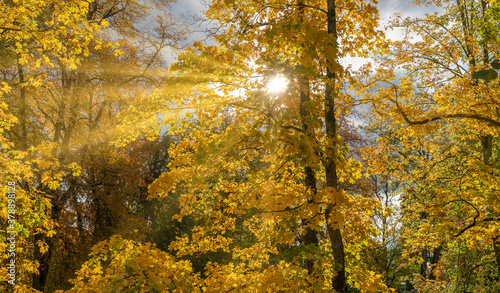 The sun s rays pass through the maple. Autumn landscape.