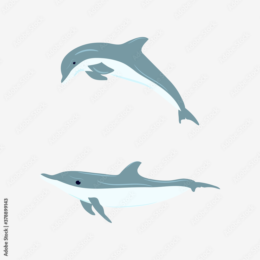 Fototapeta premium Vector illustration of dolphins