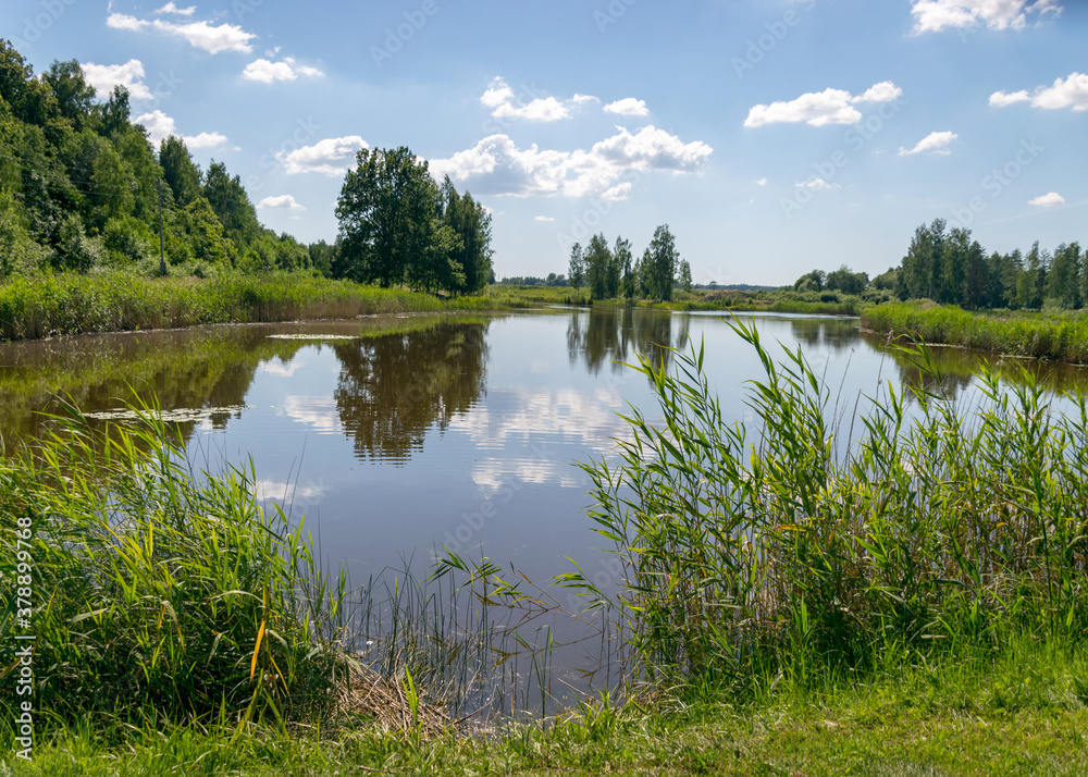 Obraz premium summer landscape by the lake, reeds and grass in the foreground, calm lake water, beautiful reflections in the water, summer
