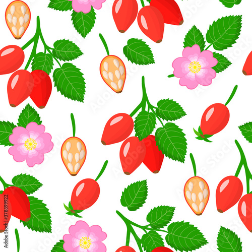 Vector cartoon seamless pattern with Dogrose or Rosa rubiginosa exotic fruits, flowers and leafs on white background photo