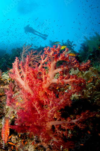 colorful red soft coral in the Ocean with a diver silhouetted
