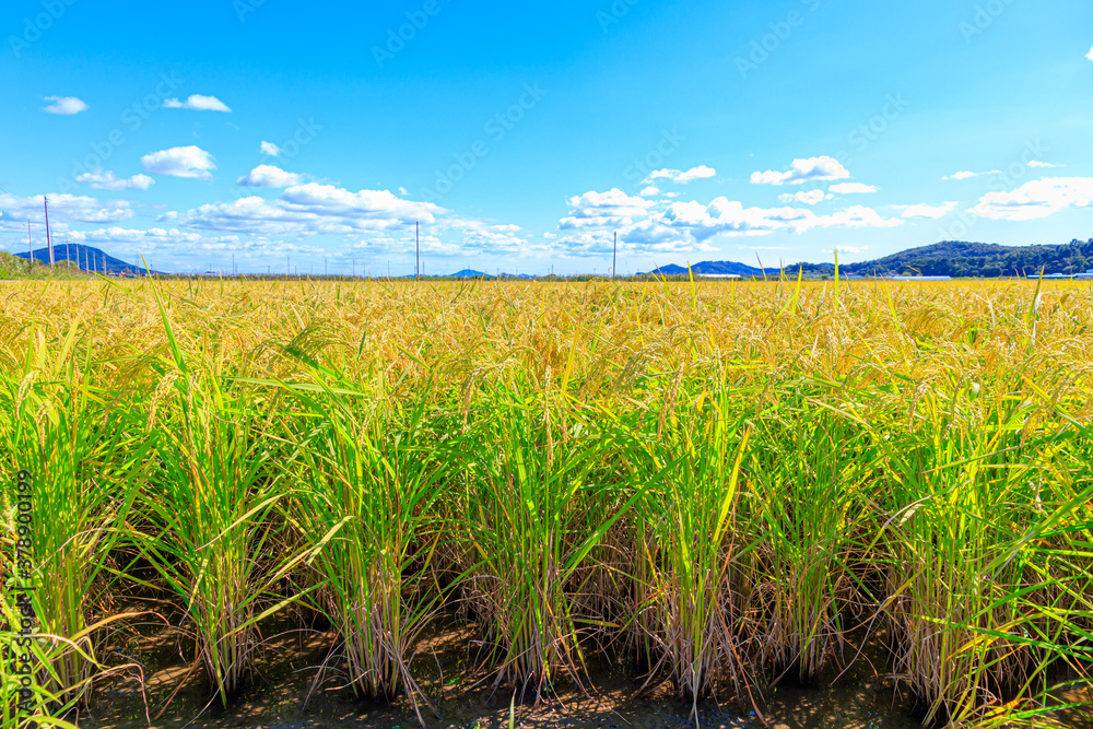 Korean traditional rice farming. Rice farming landscape in autumn. Rice ...