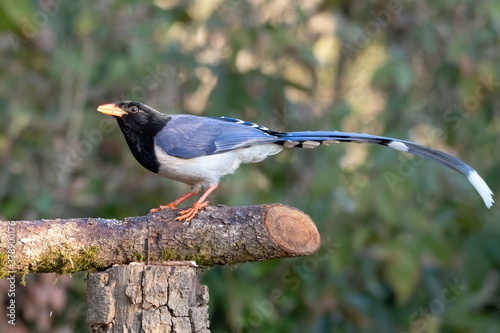 Canvas Print Red-billed blue magpie photographed in Sattal, India