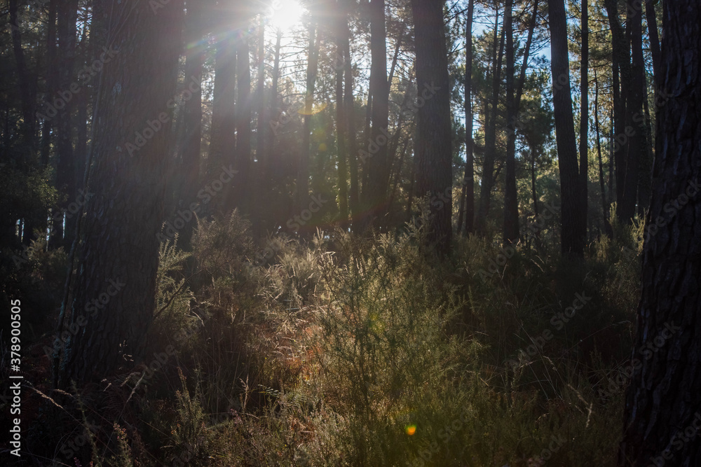 Fototapeta premium sun rays through the forest