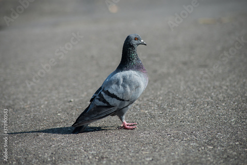 Portrait of one pigeon standing on the road