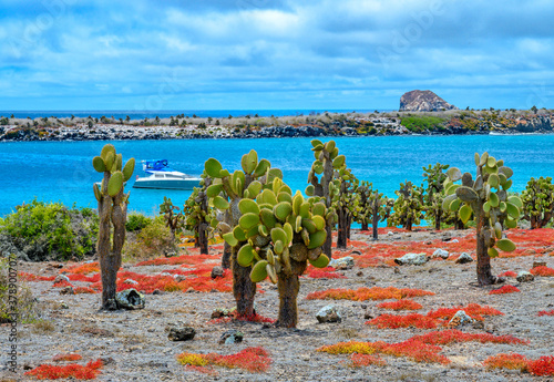 Landscape of South Plaza Island at Galapagos, Ecuador.