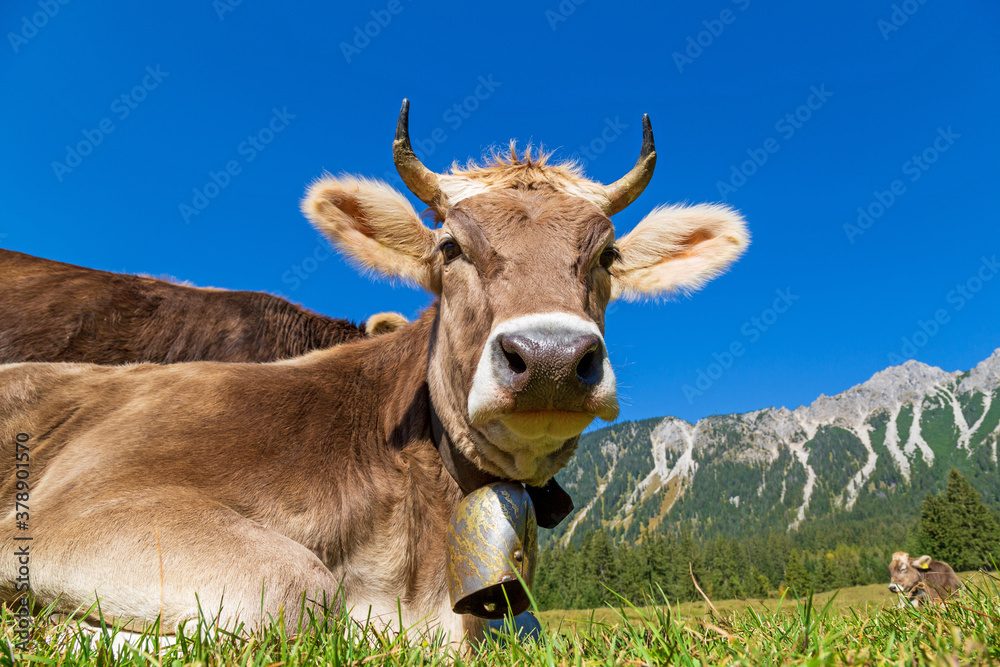 Fototapeta premium Kuh - Allgäu - Hörner - Braunvieh - Alpen - Berge