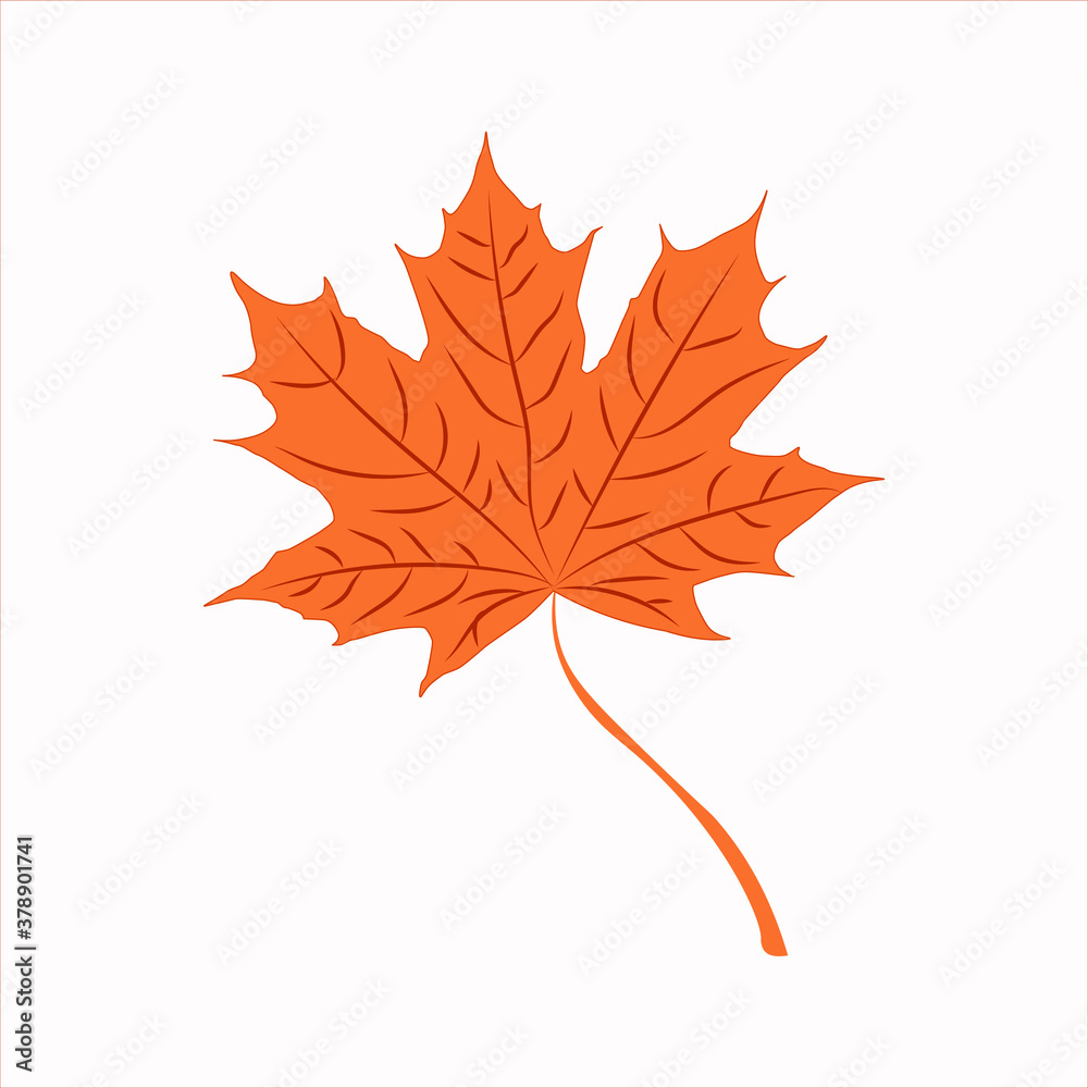 Fototapeta premium autumn maple leaf isolated on white background. Vector.