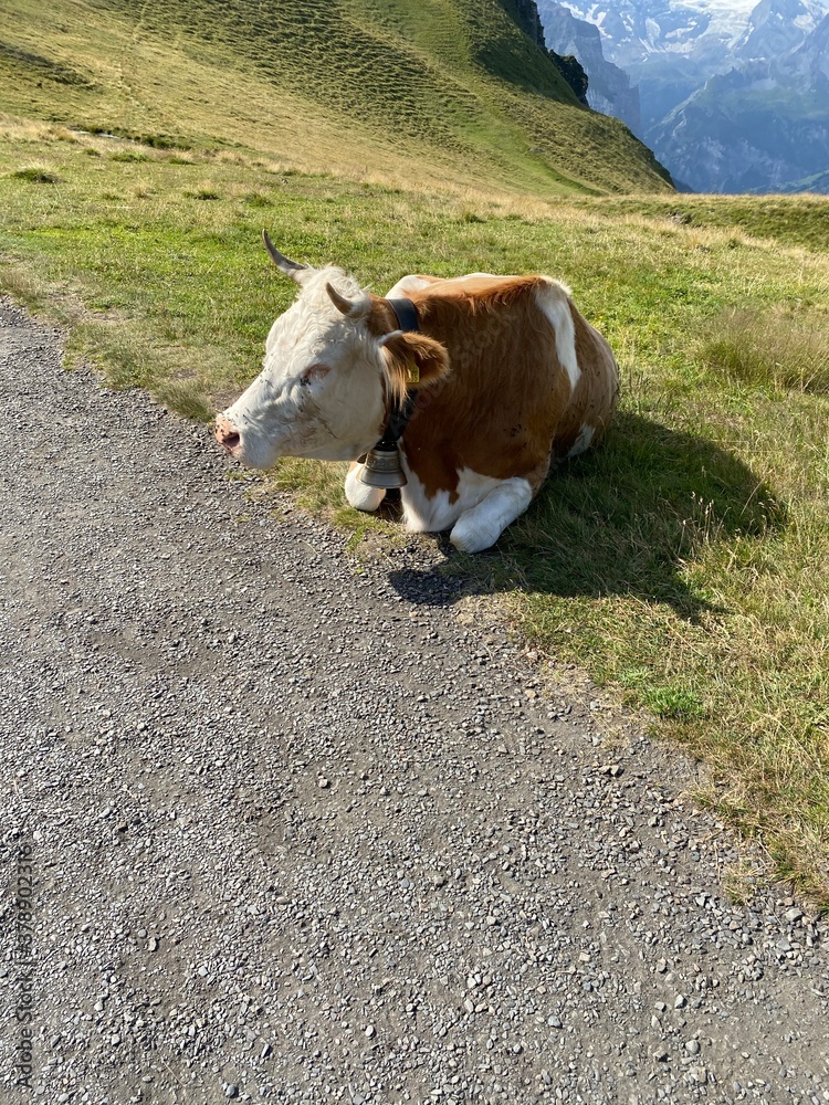 cow on the mountain