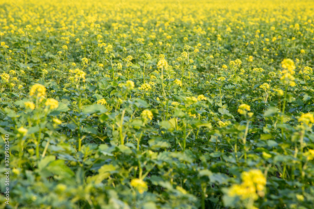 dark mustard plants in a field, yellow flowers and green leaves