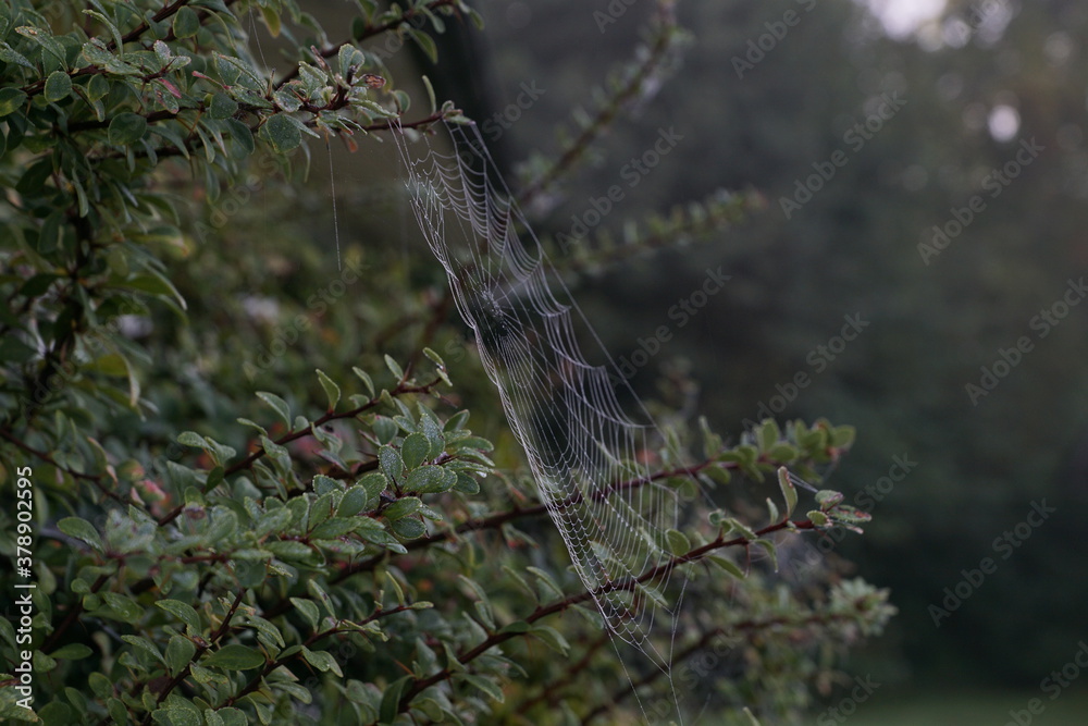 Spinnennetz mit Morgentau im Sonnenlicht Nahaufnahme 