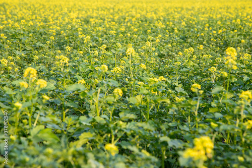 dark mustard plants in a field, yellow flowers and green leaves © Stockhausen
