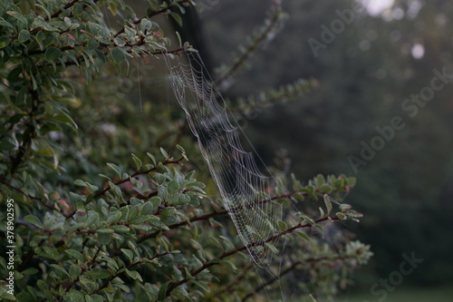 Spinnennetz mit Morgentau im Sonnenlicht Nahaufnahme 