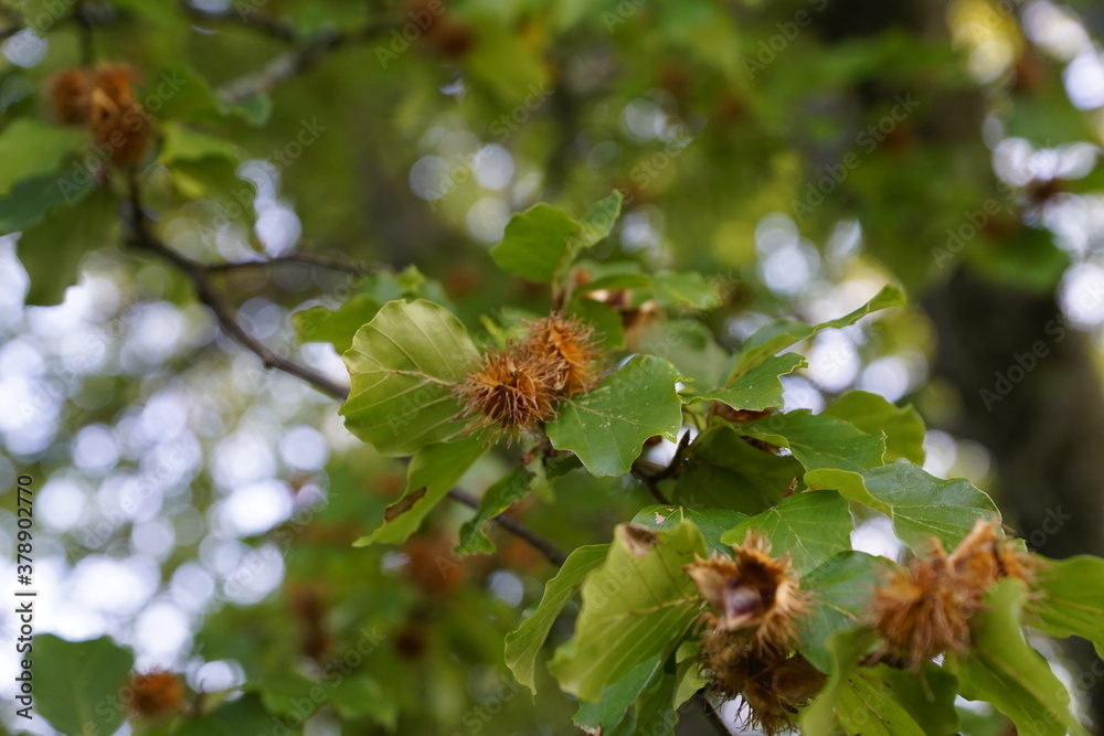 Buchdeckel am Baum mit grünem Laub Buchdeckel am Baum mit grünem Laub