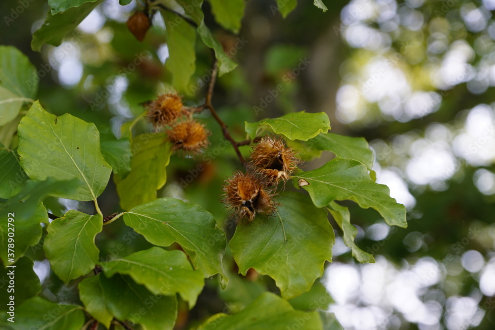 Buchdeckel am Baum mit grünem Laub Buchdeckel am Baum mit grünem Laub