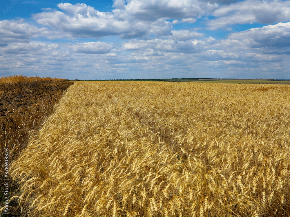 Wheat field. Unusual wheat variety with black ears. Agricultural field with different varieties of wheat near Odessa. Breeding different varieties of cereals