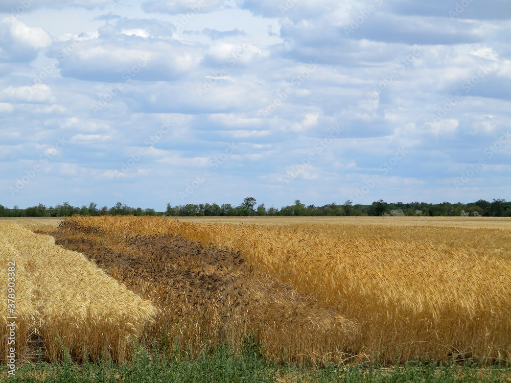 Wheat field. Unusual wheat variety with black ears. Agricultural field with different varieties of wheat near Odessa. Breeding different varieties of cereals