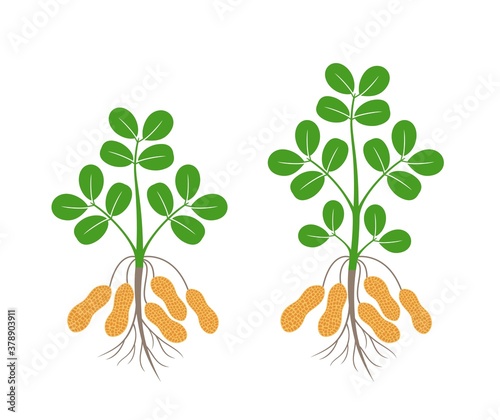 Peanut plant.  Isolated peanut plant on white background