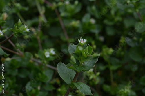 Closeup of a group of common chickweed with small white blossoms photo