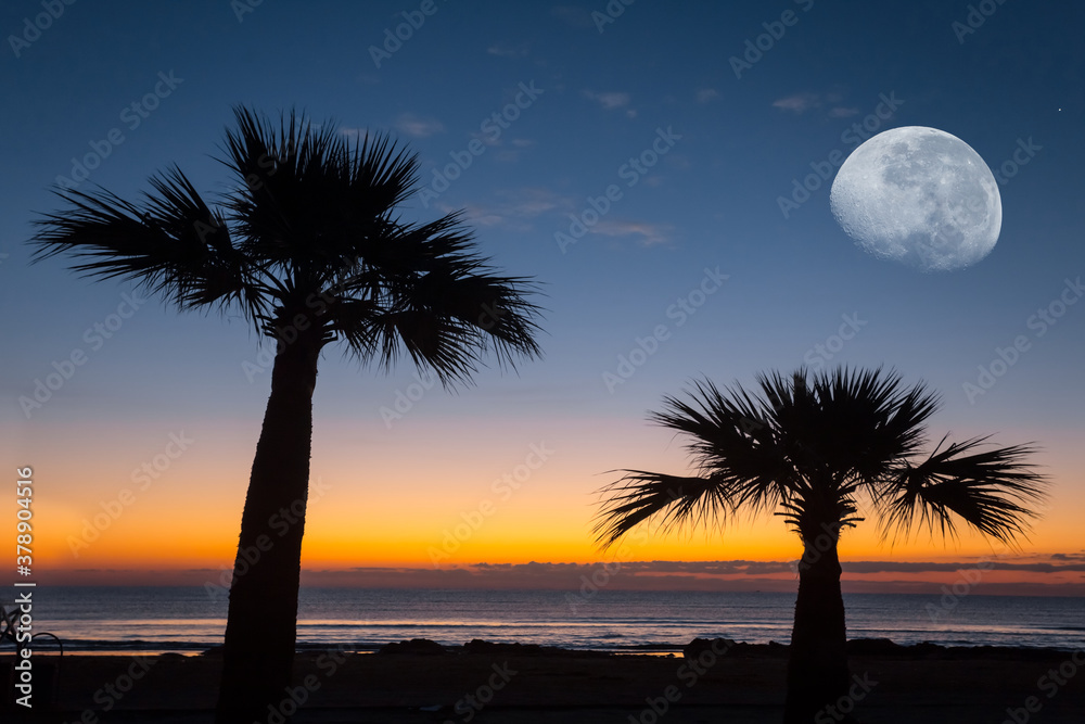 closeup pair of palm tree silhouette on a sea coast under a half moon before a sunrise, tropical background