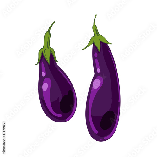 Ripe Fresh Eggplant, aubergine, hand drawn vector illustration isolated on white background. Fresh cartoon vegetable. Seasonal vegetables.