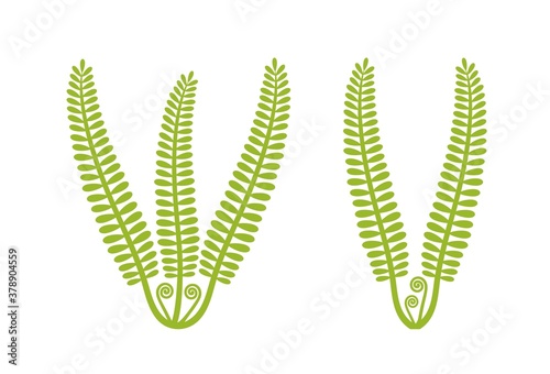 Fern logo. Isolated fern on white background