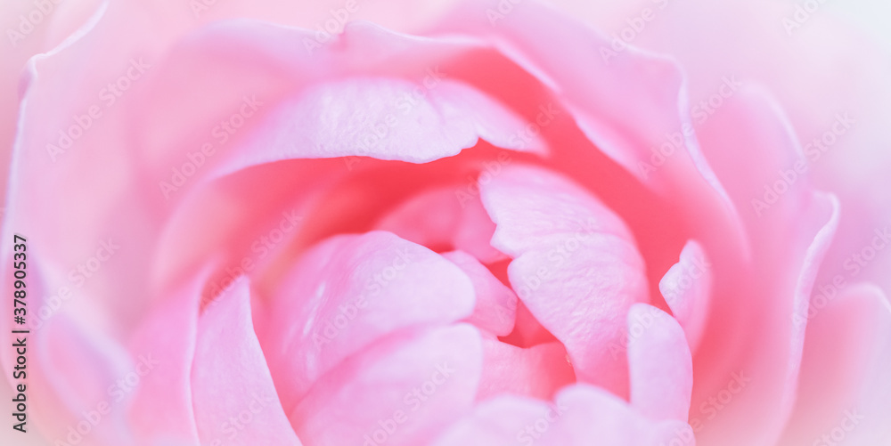 Soft focus, abstract floral background, pink rose flower petals. Macro flowers backdrop for holiday design Soft focus, abstract floral background, pink rose flower petals. Macro flowers backdrop for holiday design