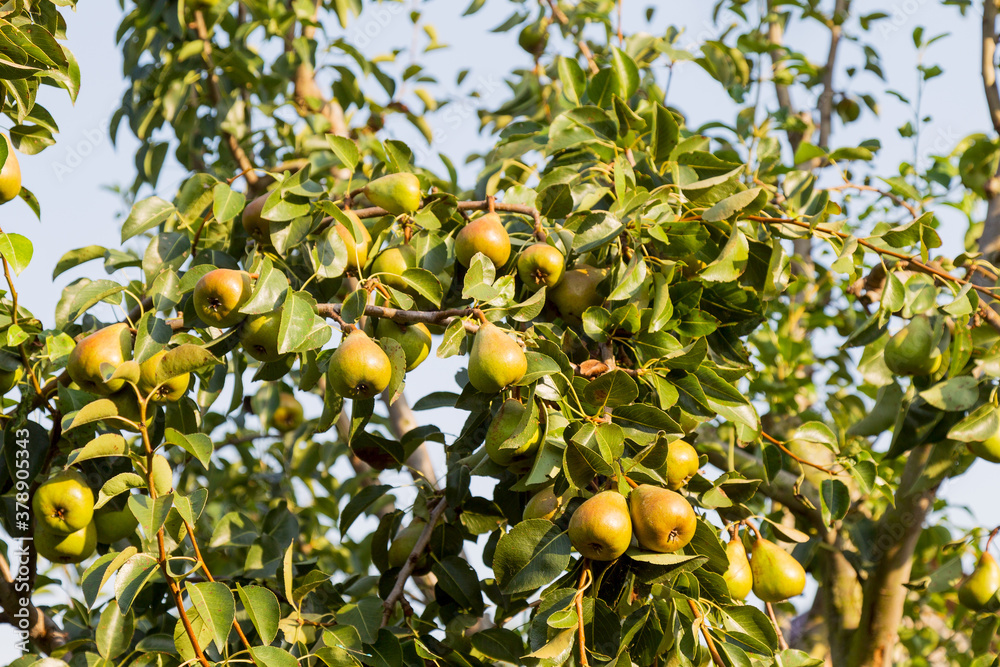 Ripen Pears on the Tree. Beautiful natural pears weigh on a pear tree, twigs and leaves. Healthy Organic Pears. Juicy flavorful pears of nature background. Pear on a branch. A pear on a tree (growing)