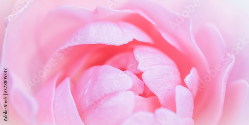 Soft focus, abstract floral background, pink rose flower petals. Macro flowers backdrop for holiday design