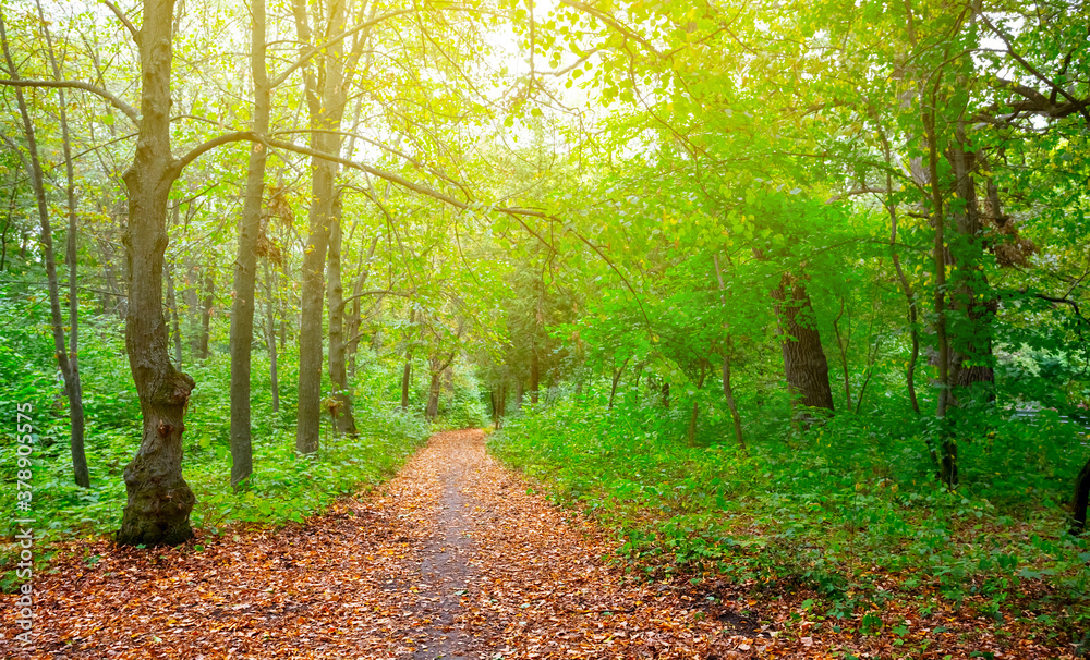 asphalt road through a forest covered by a dry autumn leaves, autumn travel background asphalt road through a forest covered by a dry autumn leaves, autumn travel background