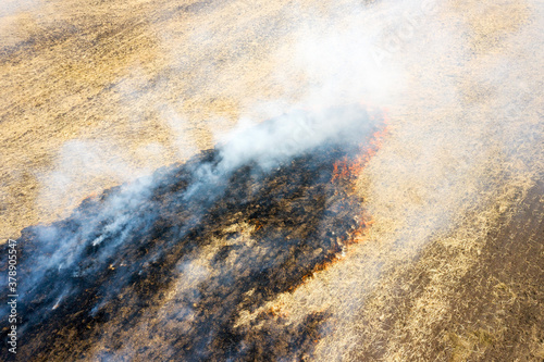 On the field after harvesting grain crops burning stubble and straw. Factors causing smoke in atmosphere and global warming. Smoke from burning of dry grass (drone image). Small animals are bending © Elena