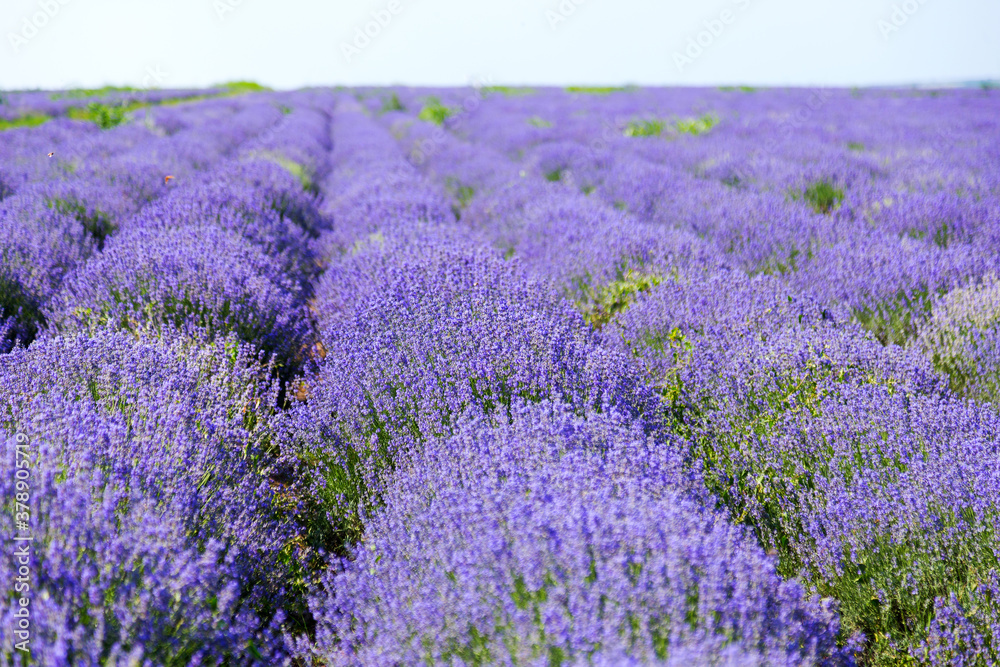 Obraz premium Lavender's blooming. Purple lavender field in summer, on a sunny day, Provence. Selective focus. Bokeh and close-up view.
