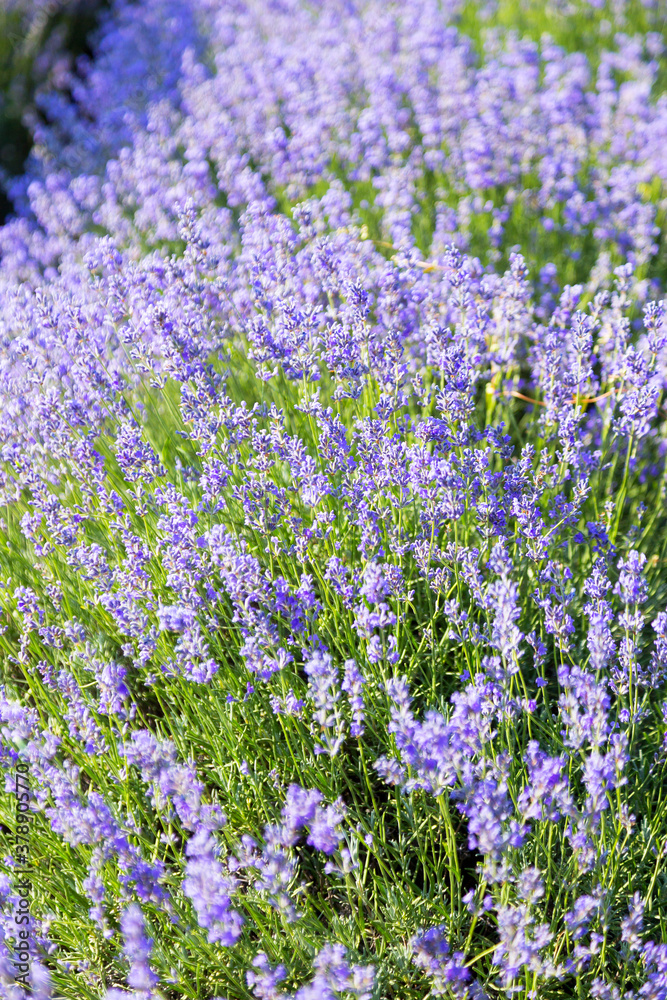 Naklejka premium Lavender's blooming. Purple lavender field in summer, on a sunny day, Provence. Selective focus. Bokeh and close-up view.