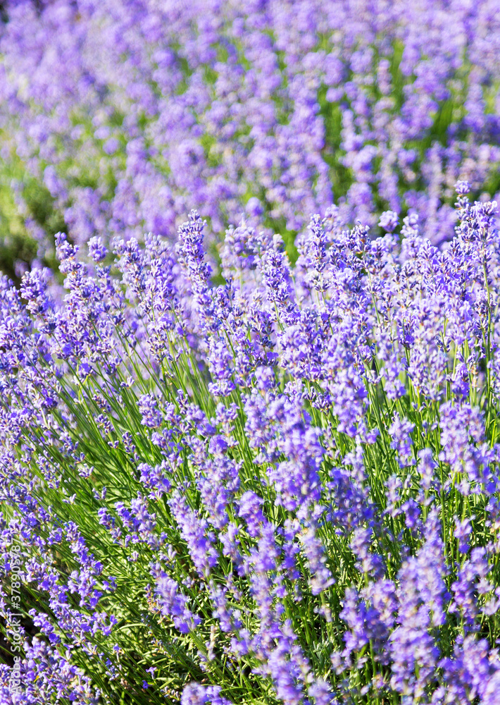 Lavender's blooming. Purple lavender field in summer, on a sunny day, Provence. Selective focus. Bokeh and close-up view. Lavender's blooming. Purple lavender field in summer, on a sunny day, Provence. Selective focus. Bokeh and close-up view.