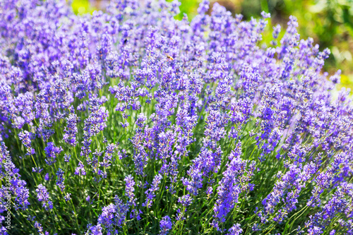 Lavender's blooming. Purple lavender field in summer, on a sunny day, Provence. Selective focus. Bokeh and close-up view.