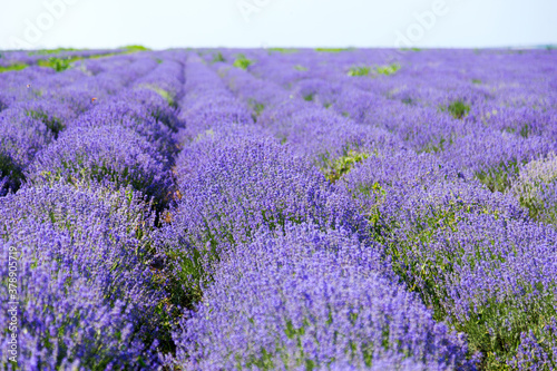 Lavender s blooming. Purple lavender field in summer  on a sunny day  Provence. Selective focus. Bokeh and close-up view.