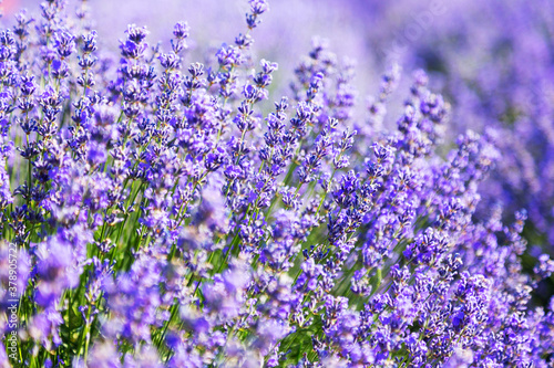 Lavender's blooming. Purple lavender field in summer, on a sunny day, Provence. Selective focus. Bokeh and close-up view.