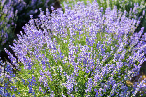 Lavender's blooming. Purple lavender field in summer, on a sunny day, Provence. Selective focus. Bokeh and close-up view.