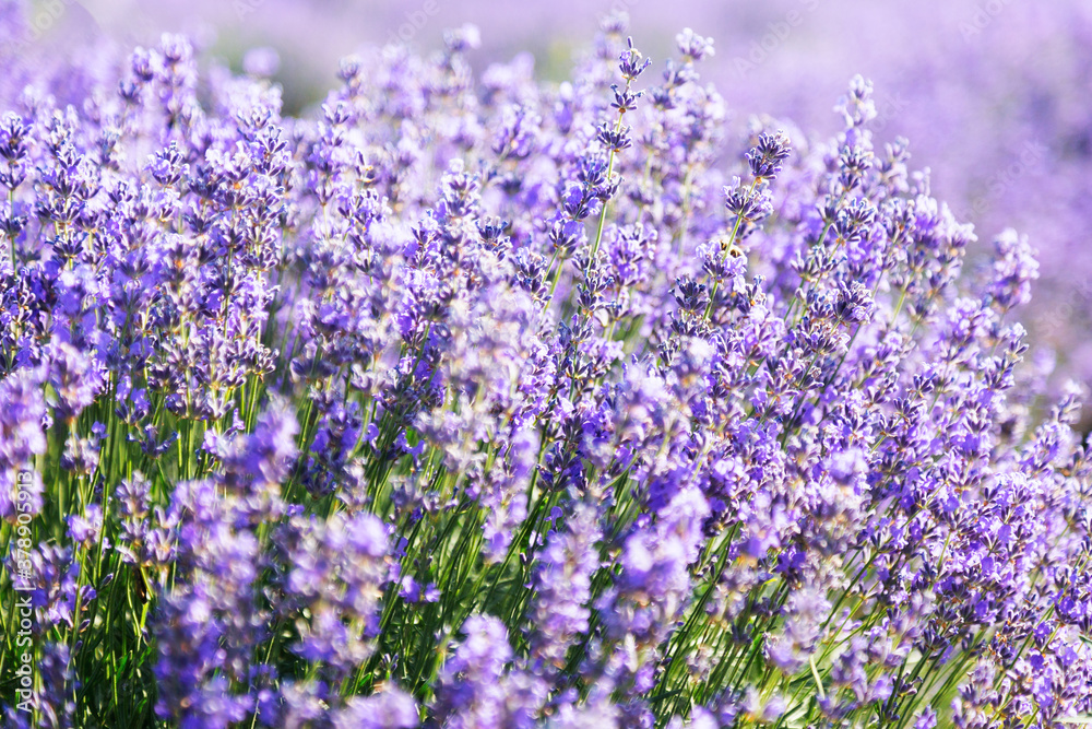 Naklejka premium Lavender's blooming. Purple lavender field in summer, on a sunny day, Provence. Selective focus. Bokeh and close-up view.